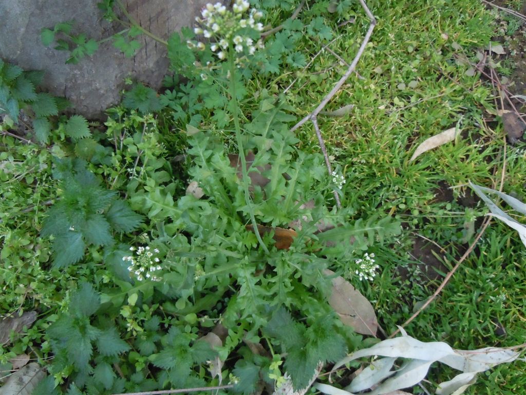 Capsella bursa-pastoris / Borsapastore comune